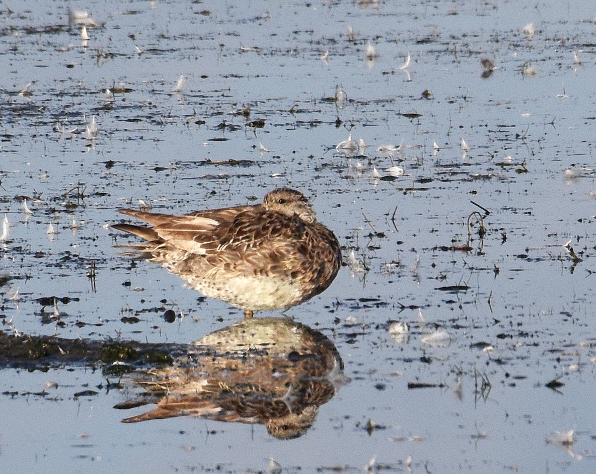 Green-winged Teal (American) - Steven Mlodinow