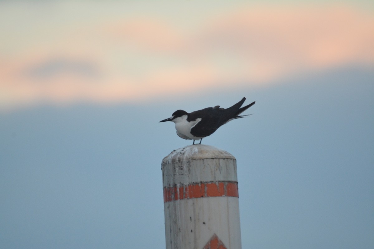 Sooty Tern - ML79214121