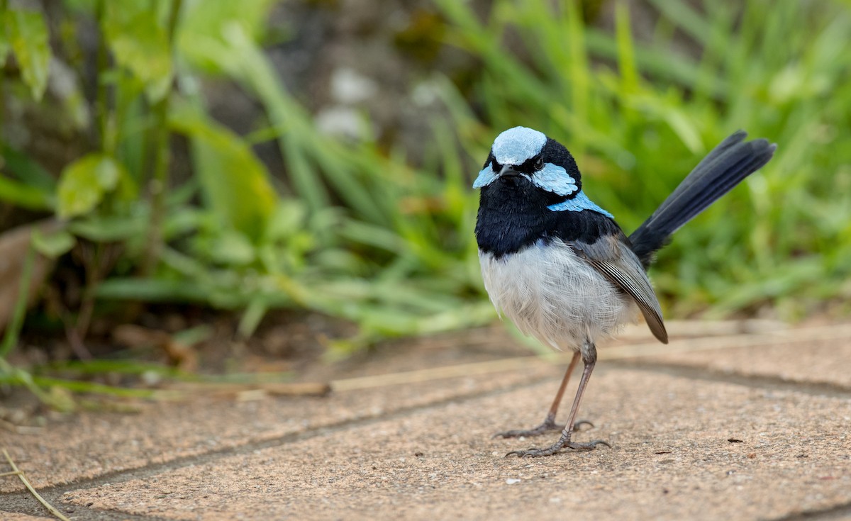 Superb Fairywren - ML79214231