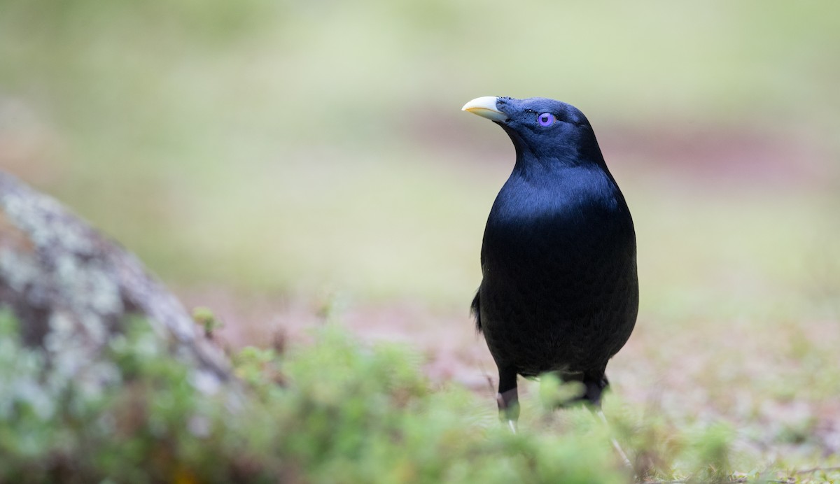 Satin Bowerbird - Ian Davies