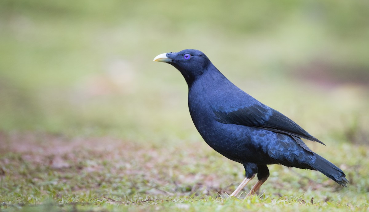 Satin Bowerbird - Ian Davies