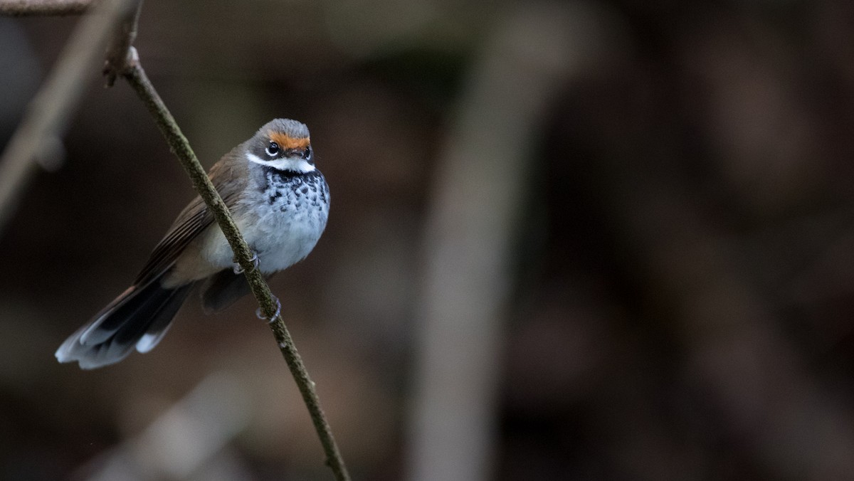 Australian Rufous Fantail - ML79215191