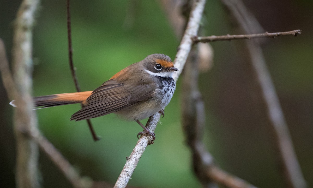 Australian Rufous Fantail - ML79215251