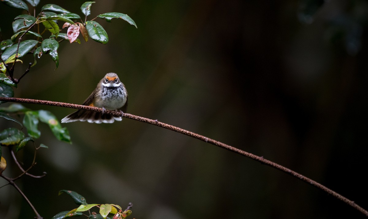 Australian Rufous Fantail - ML79215301