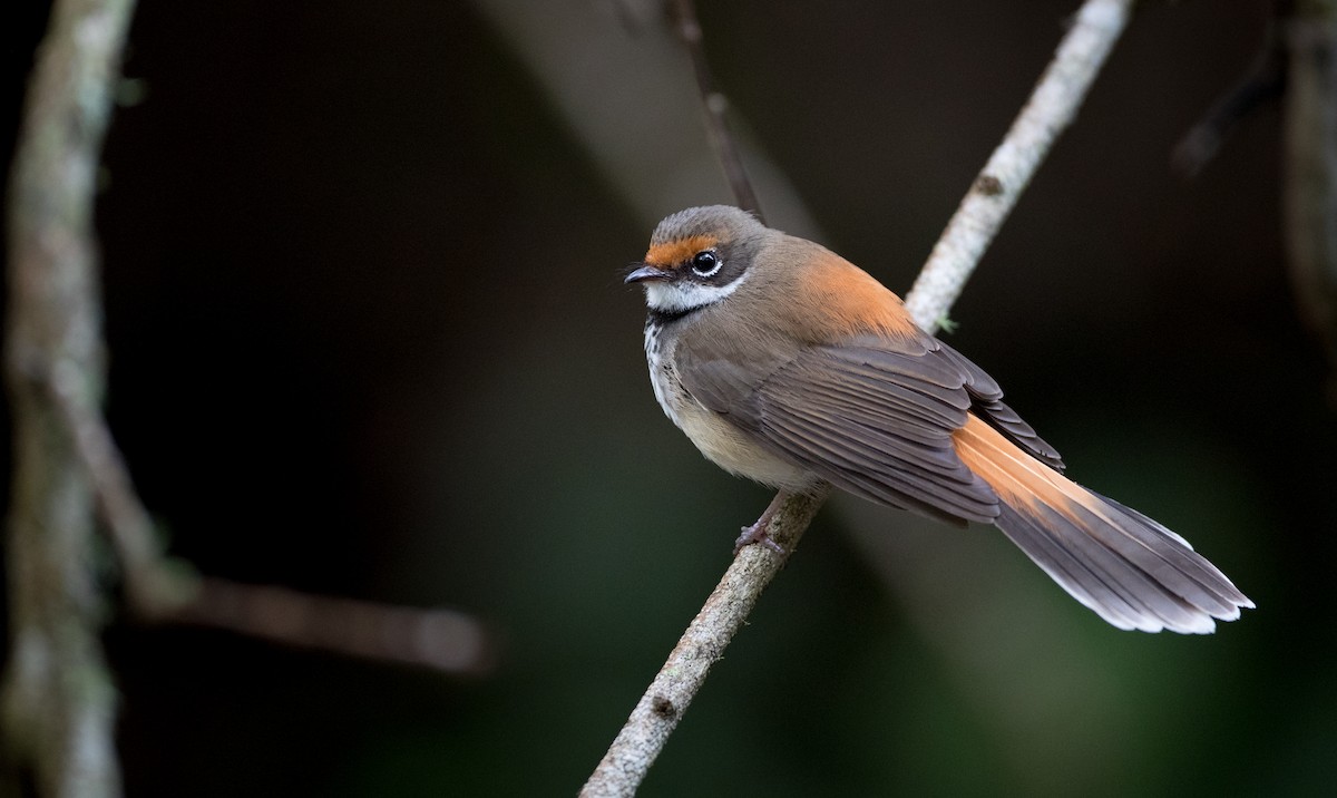 Australian Rufous Fantail - Ian Davies