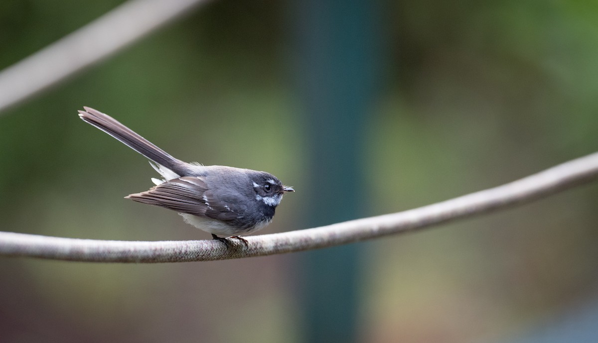 Gray Fantail - ML79215351