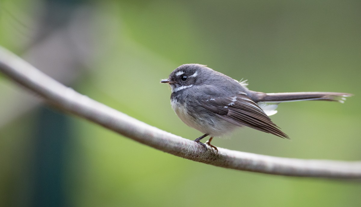 Gray Fantail - ML79215431