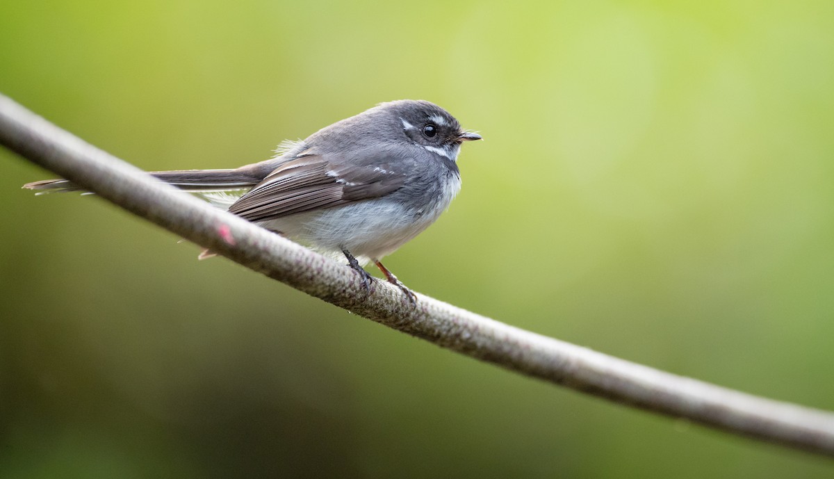 Gray Fantail - Ian Davies