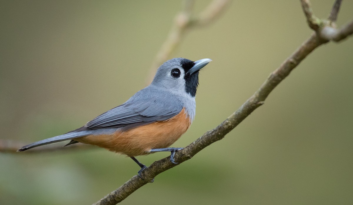 Black-faced Monarch - ML79215541