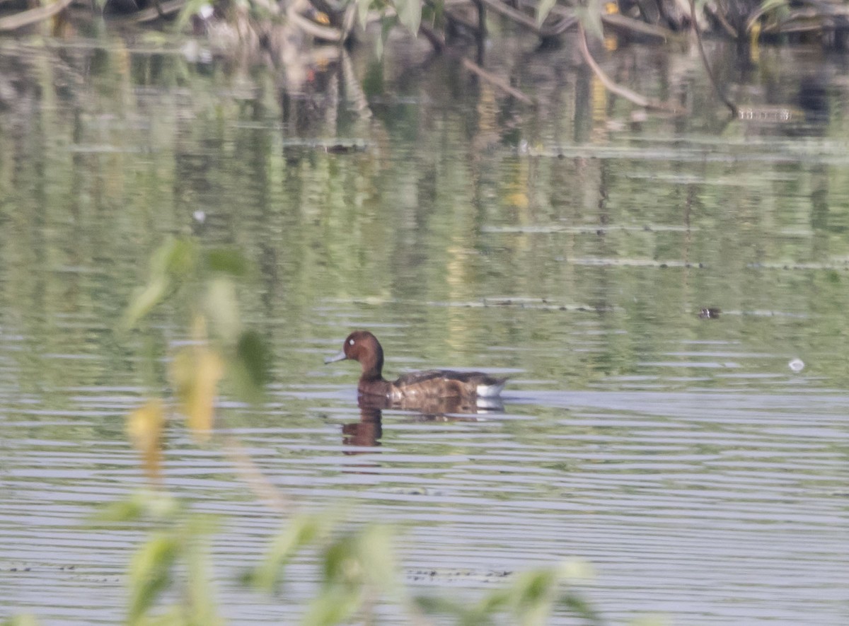 Ferruginous Duck - ML79215551