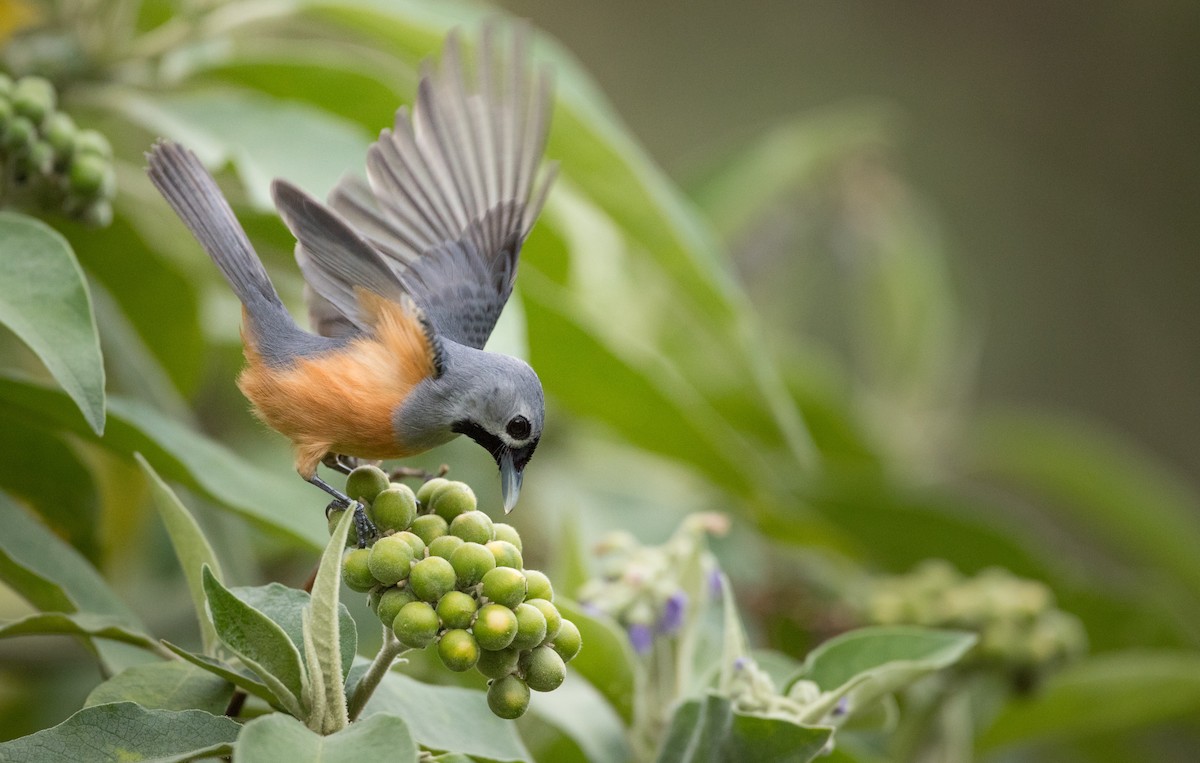 Black-faced Monarch - Ian Davies