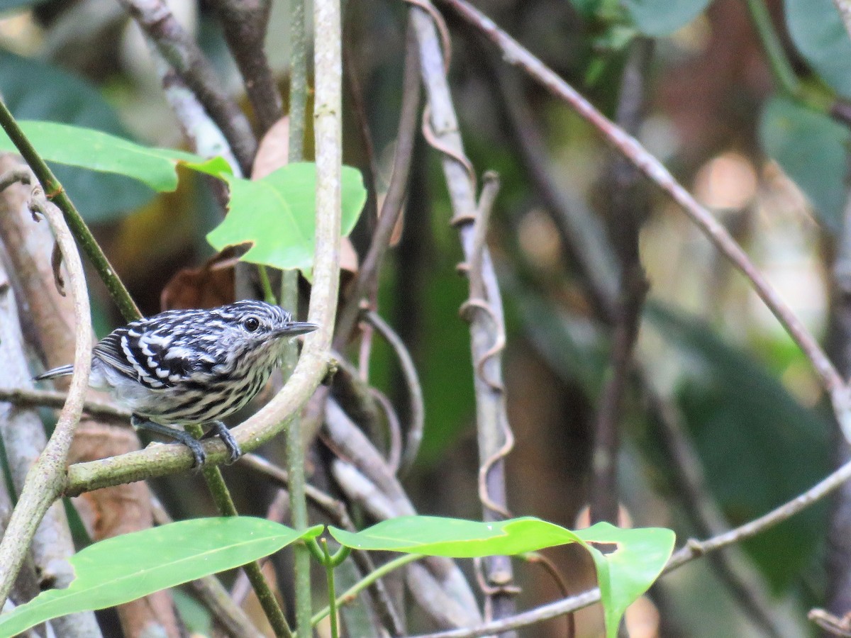 Klages's Antwren - Örjan Sjögren