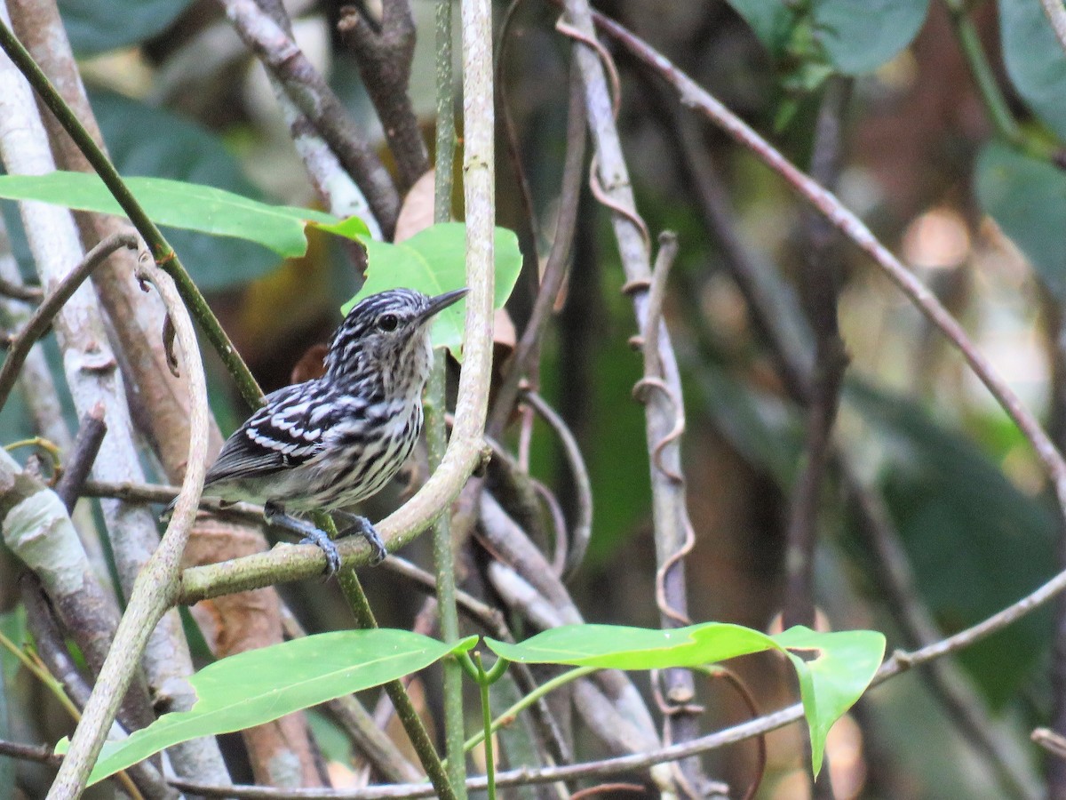 Klages's Antwren - Örjan Sjögren