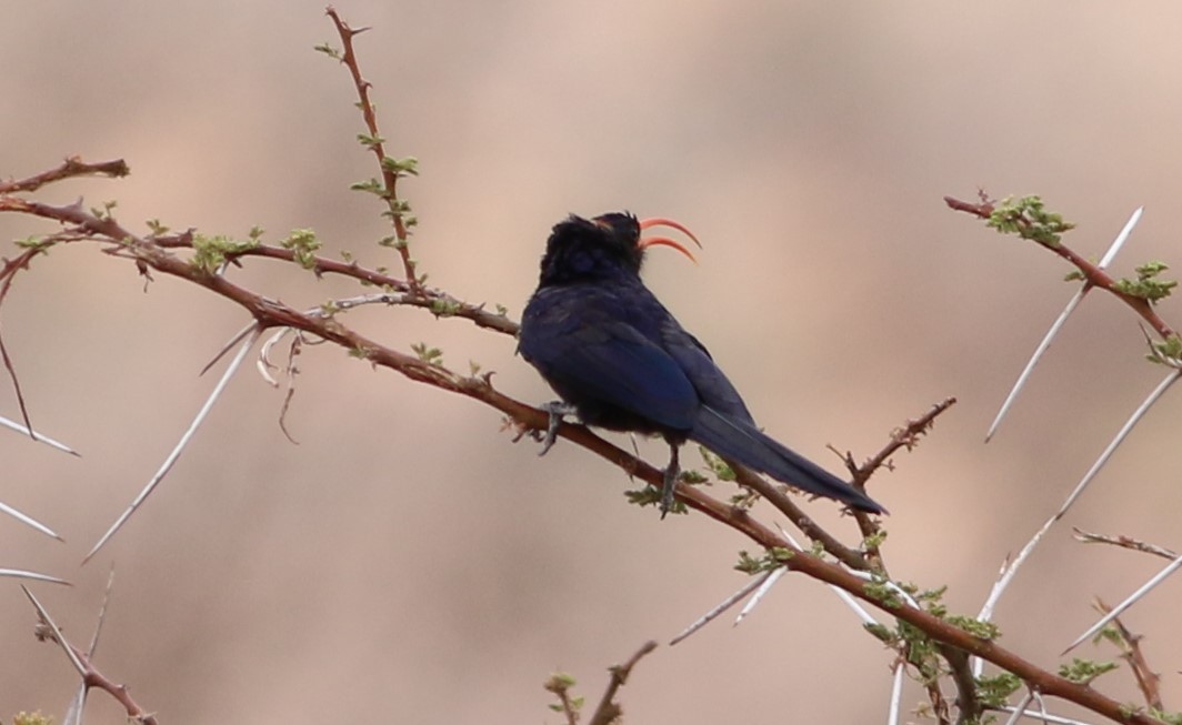 Abyssinian Scimitarbill - Alexandre Hespanhol Leitão