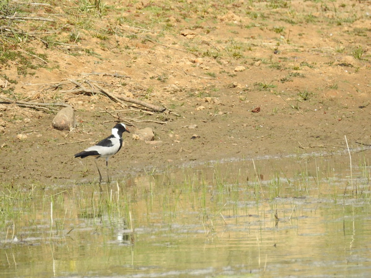 Blacksmith Lapwing - ML79218431