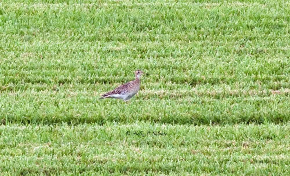 Upland Sandpiper - ML79218981