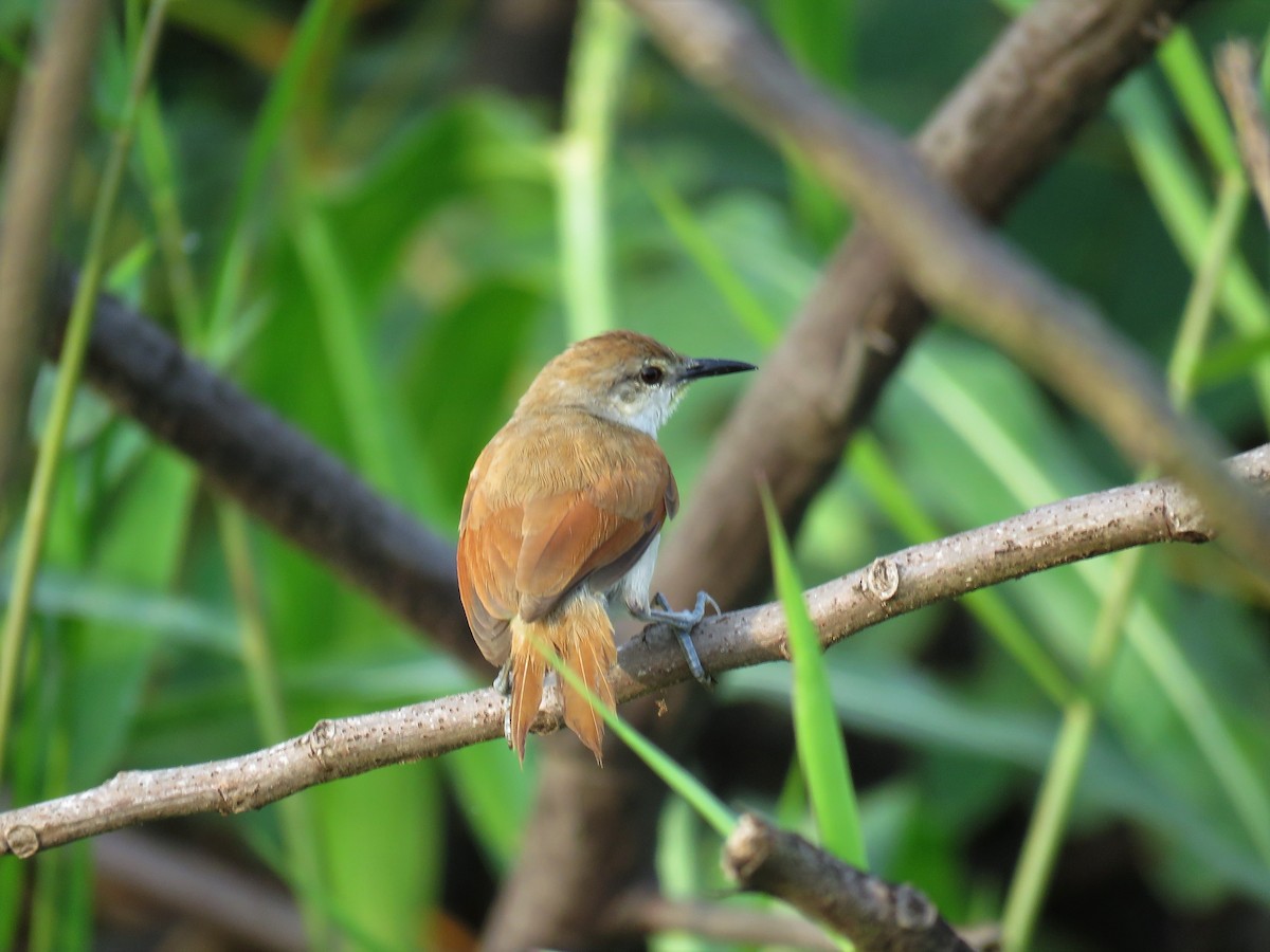 Yellow-chinned Spinetail - ML79219131