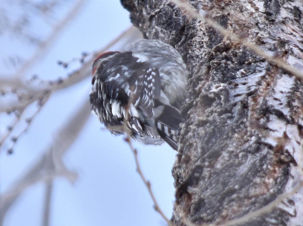 Red-naped Sapsucker - ML79219451