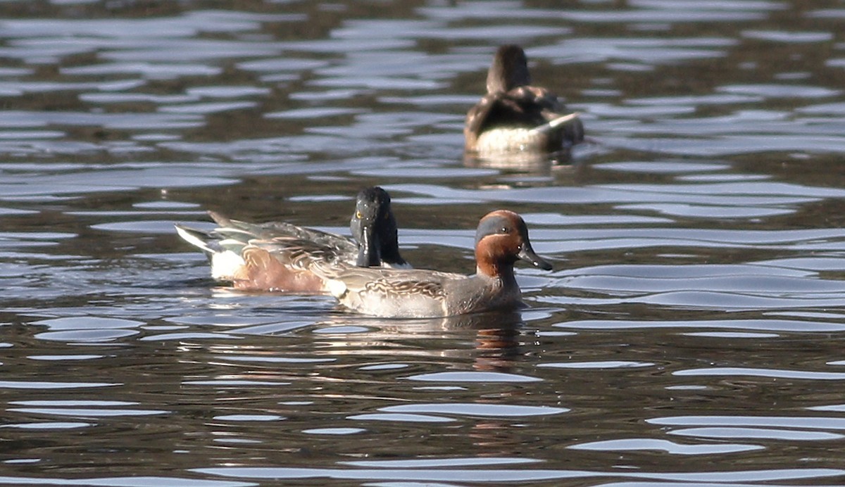Green-winged Teal - ML79219511