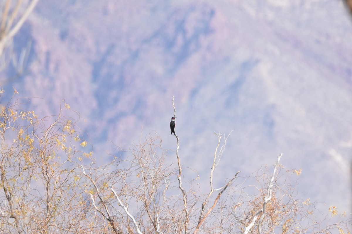 Lewis's Woodpecker - ML79220071