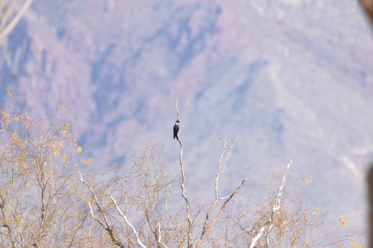 Lewis's Woodpecker - John Groves