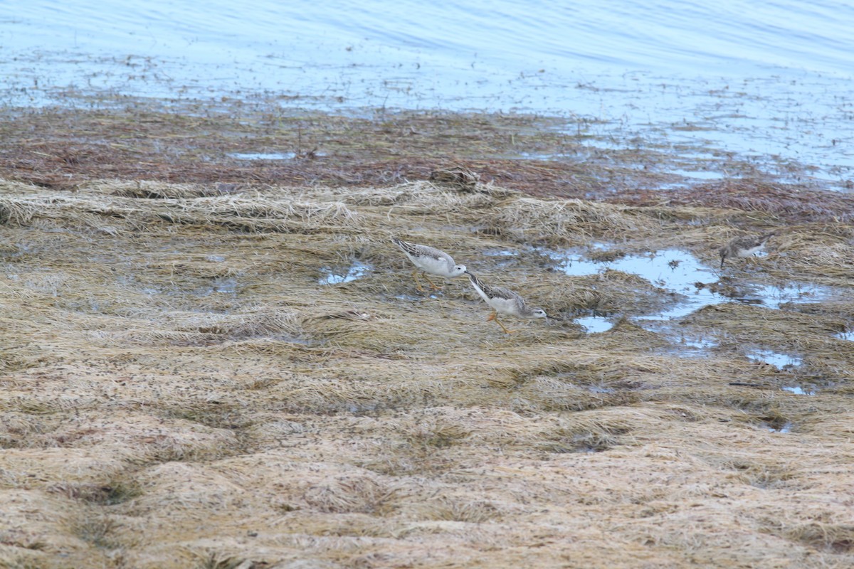 Wilson's Phalarope - Mark and Holly Salvato