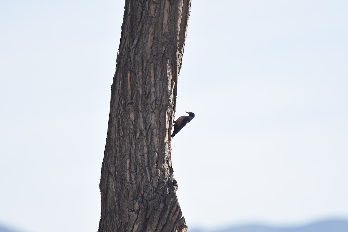 Lewis's Woodpecker - John Groves