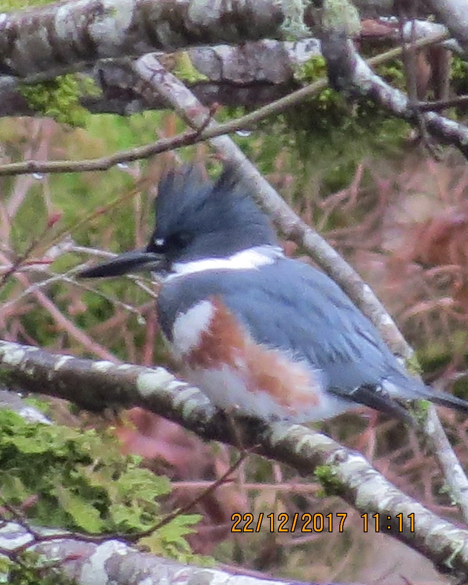 Belted Kingfisher - ML79221521