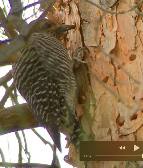 Williamson's Sapsucker - ML79221611