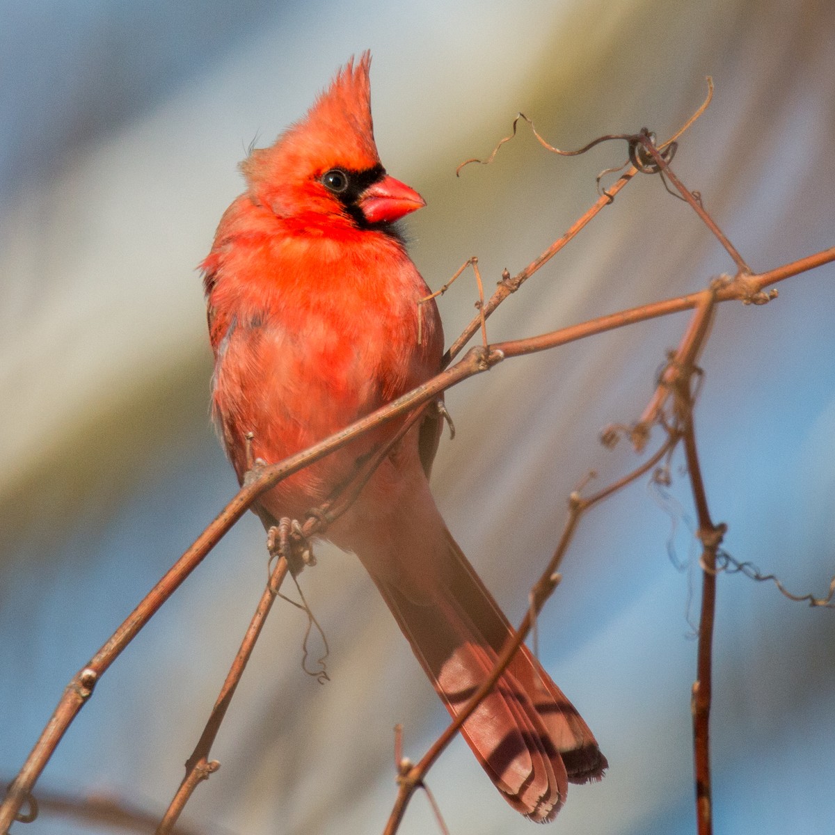 Northern Cardinal - ML79222231