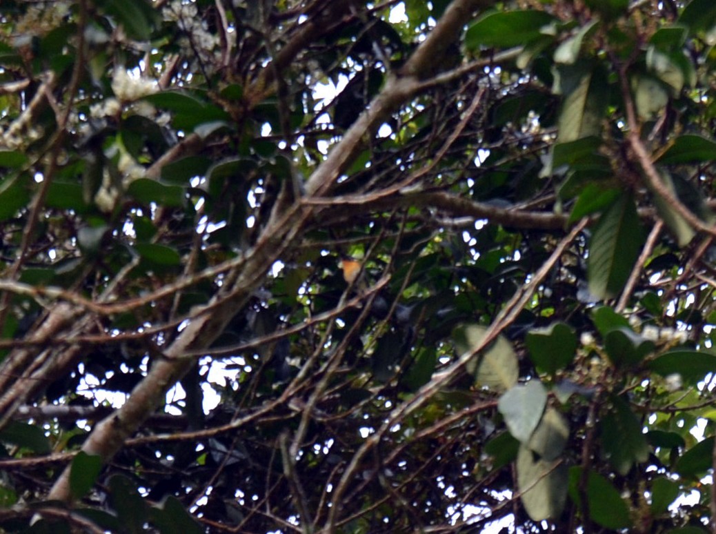 Mugimaki Flycatcher - ML79222761