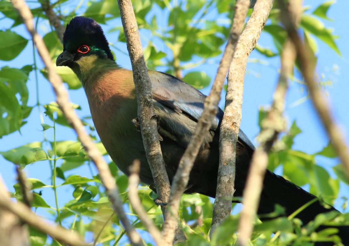 Purple-crested Turaco - ML79224811