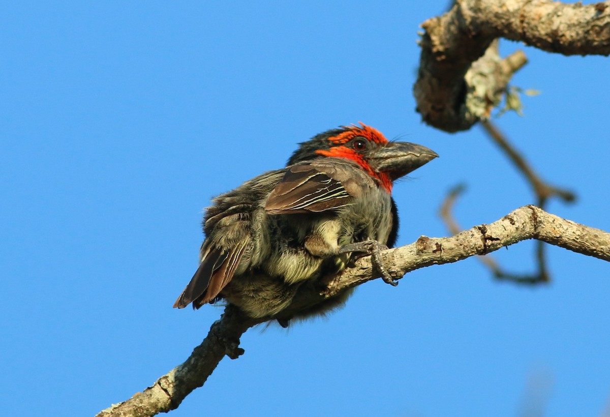 Black-collared Barbet - ML79225041