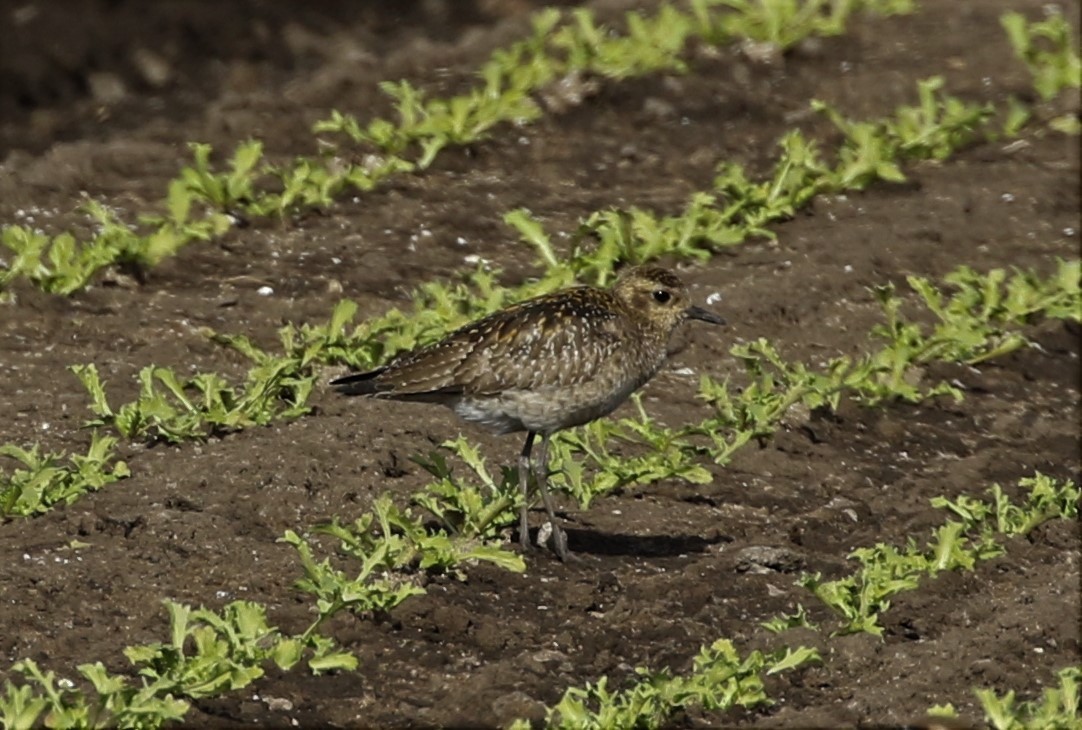 Pluvier fauve - ML79225871