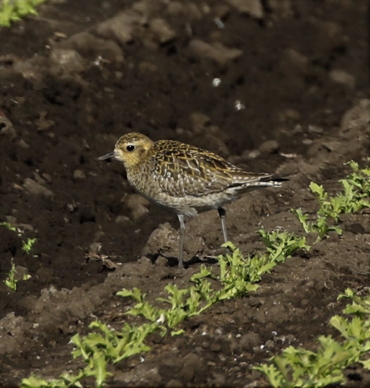 Pluvier fauve - ML79225901