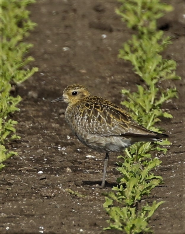 Pacific Golden-Plover - Ann Vaughan