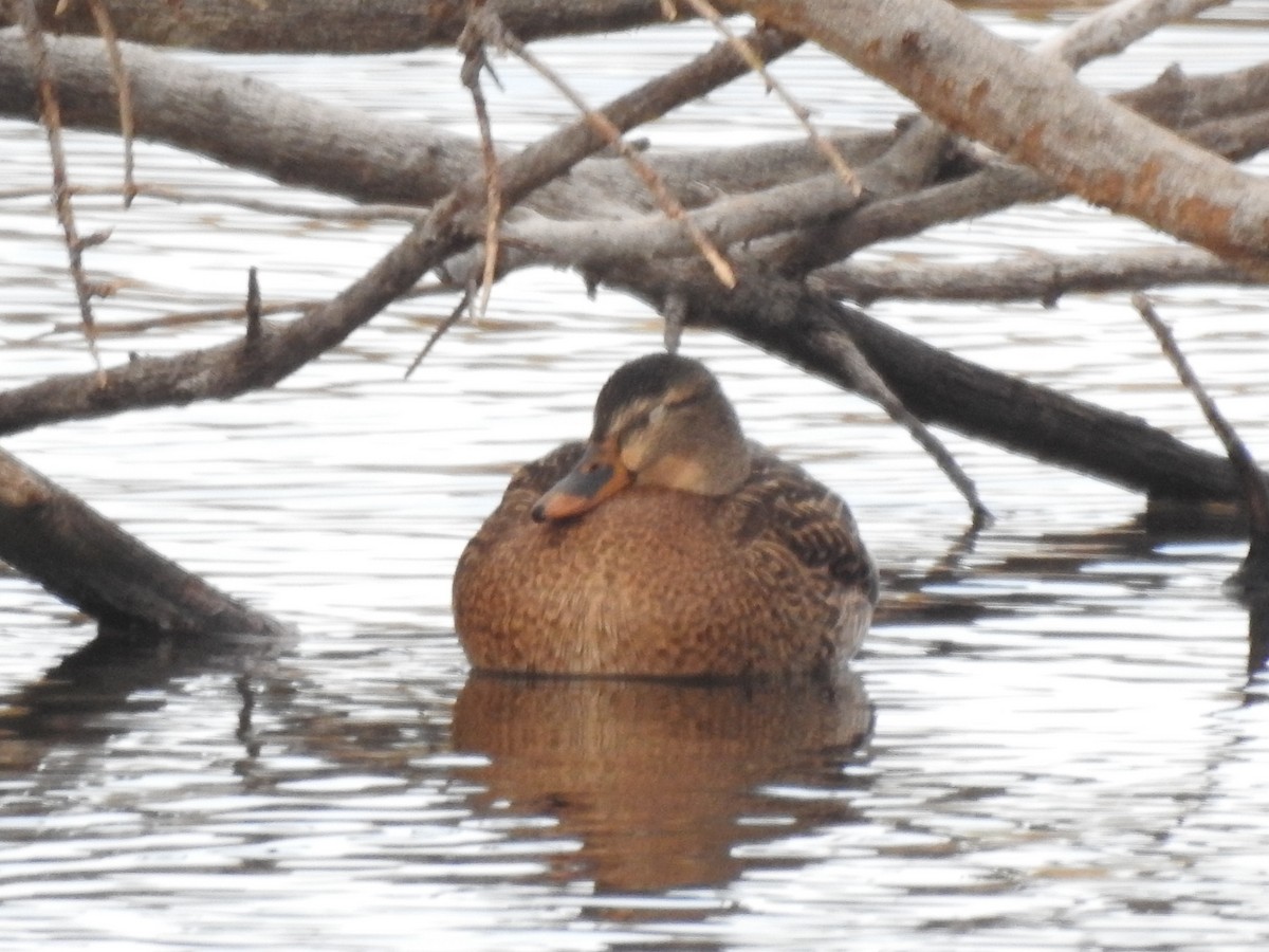 Mallard - ML79228671