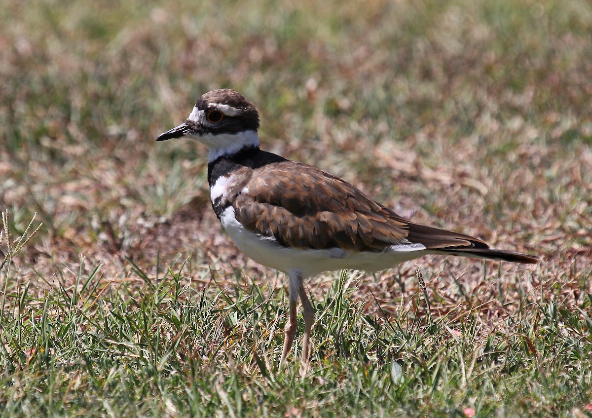 Killdeer - Andrey Vlasenko