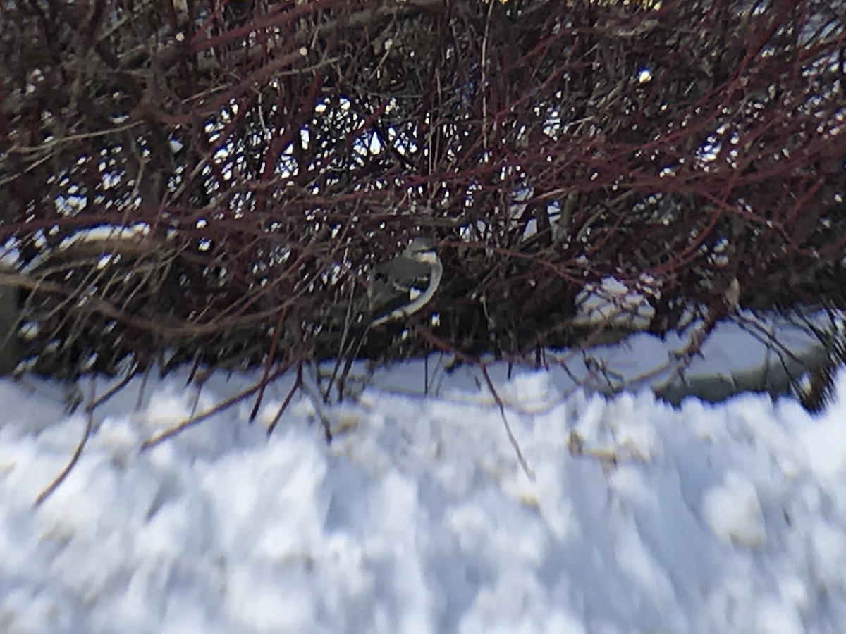 Northern Mockingbird - ML79229621