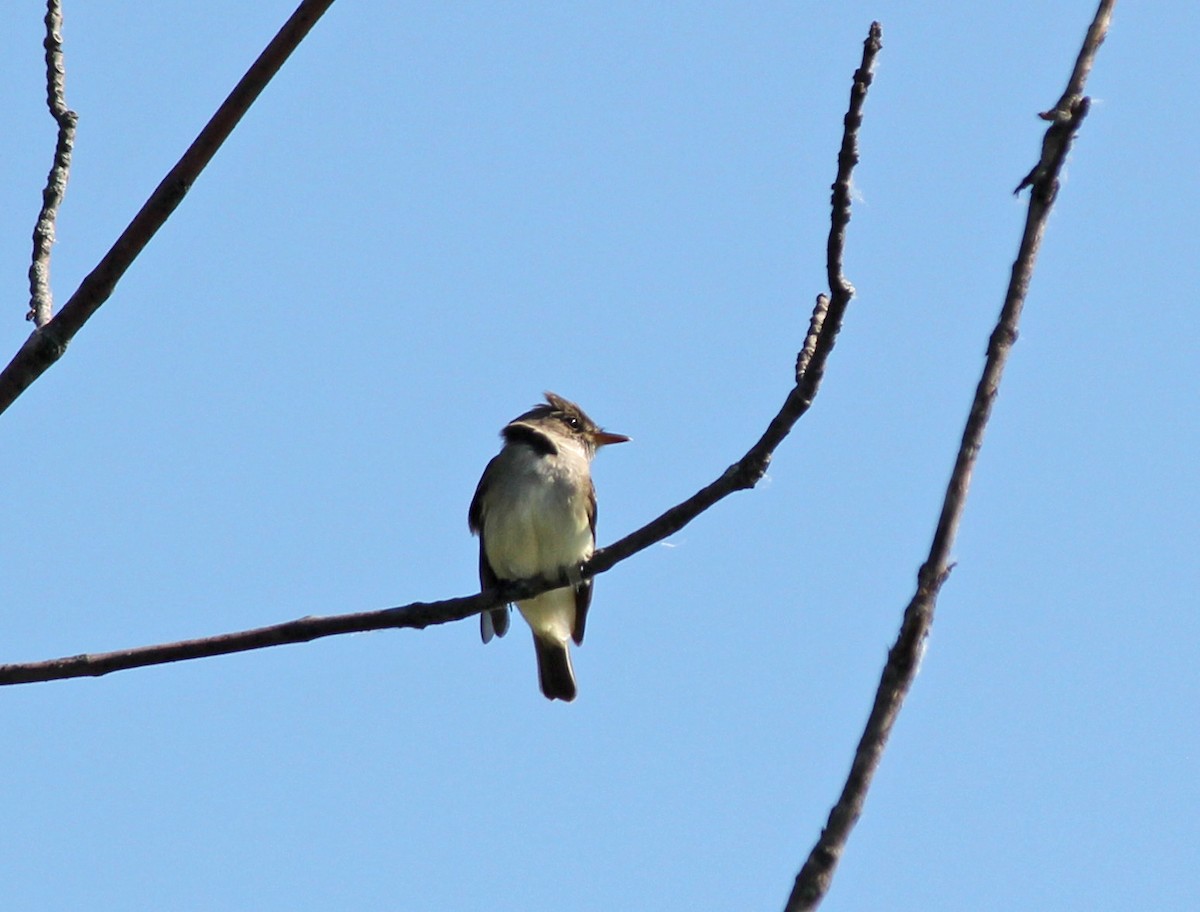 Willow Flycatcher - ML79229681