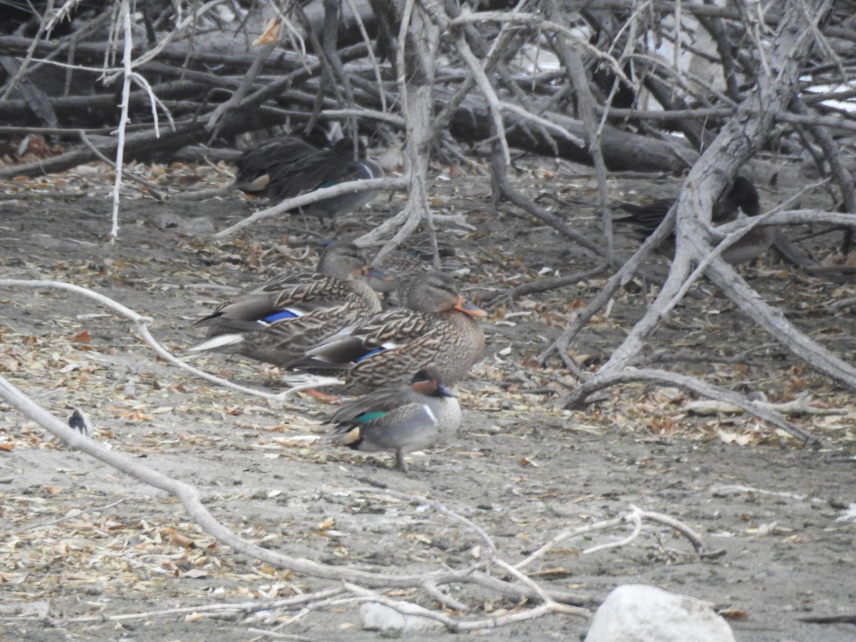 Canard colvert - ML79230471