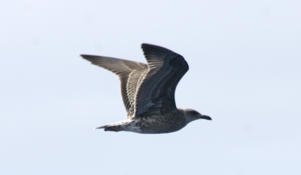 Lesser Black-backed Gull - ML79231371