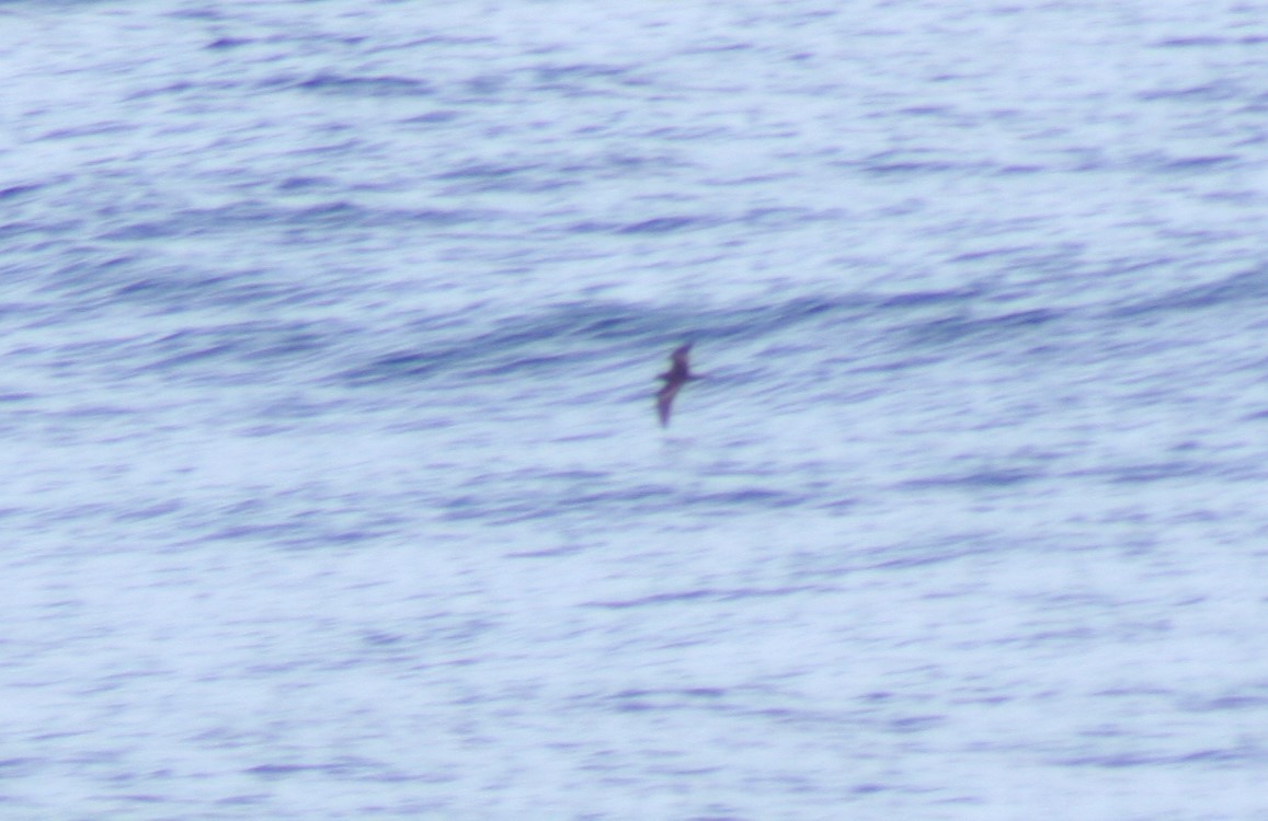 Bulwer's Petrel - ML79231401