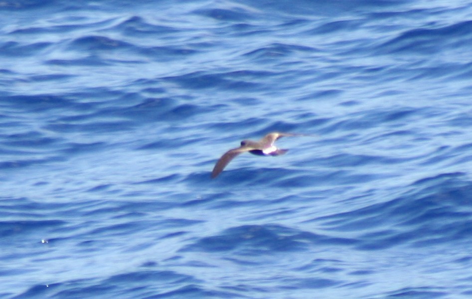 Band-rumped Storm-Petrel - ML79231521