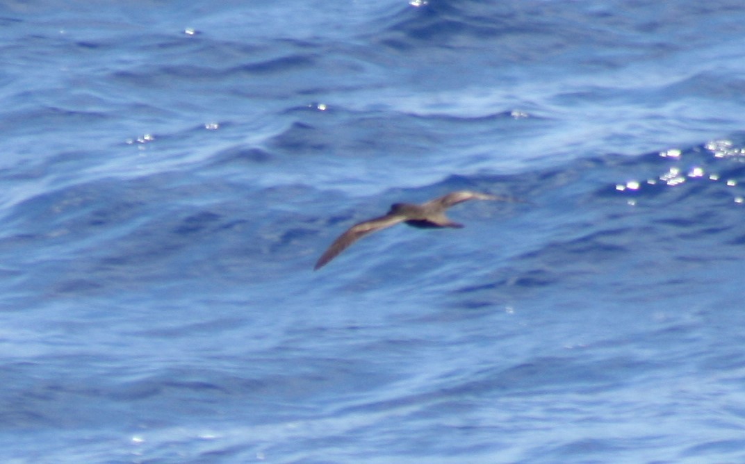 Bulwer's Petrel - ML79231551