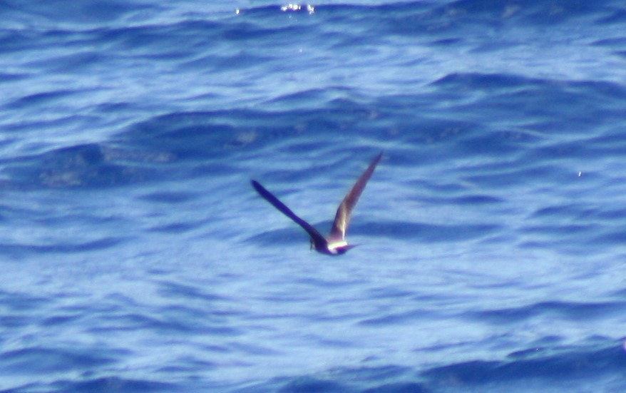 Band-rumped Storm-Petrel - ML79231641