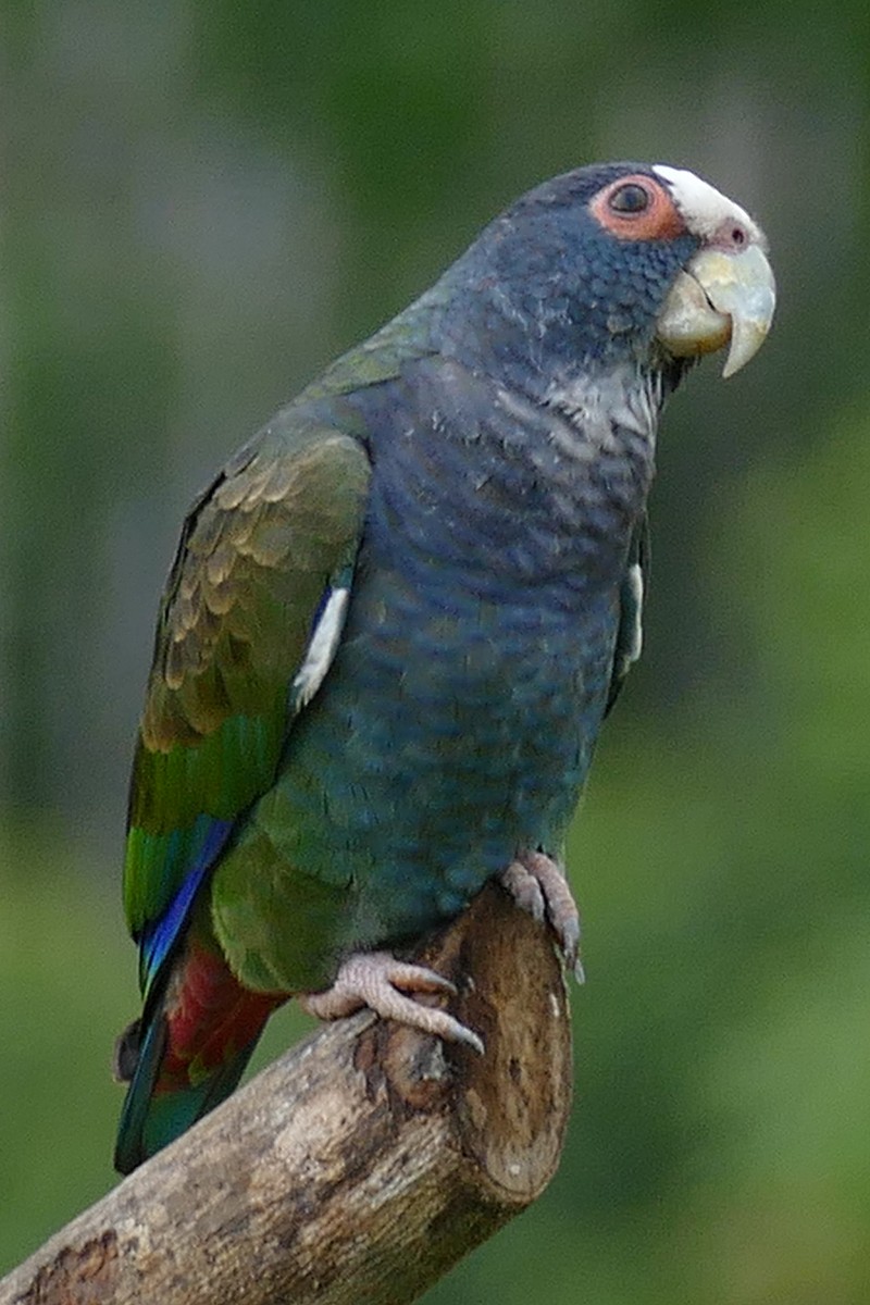 White-crowned Parrot - Krista Kaptein