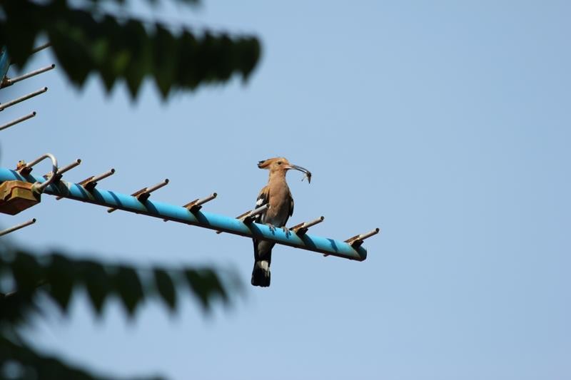 Eurasian Hoopoe - Abby Darrah