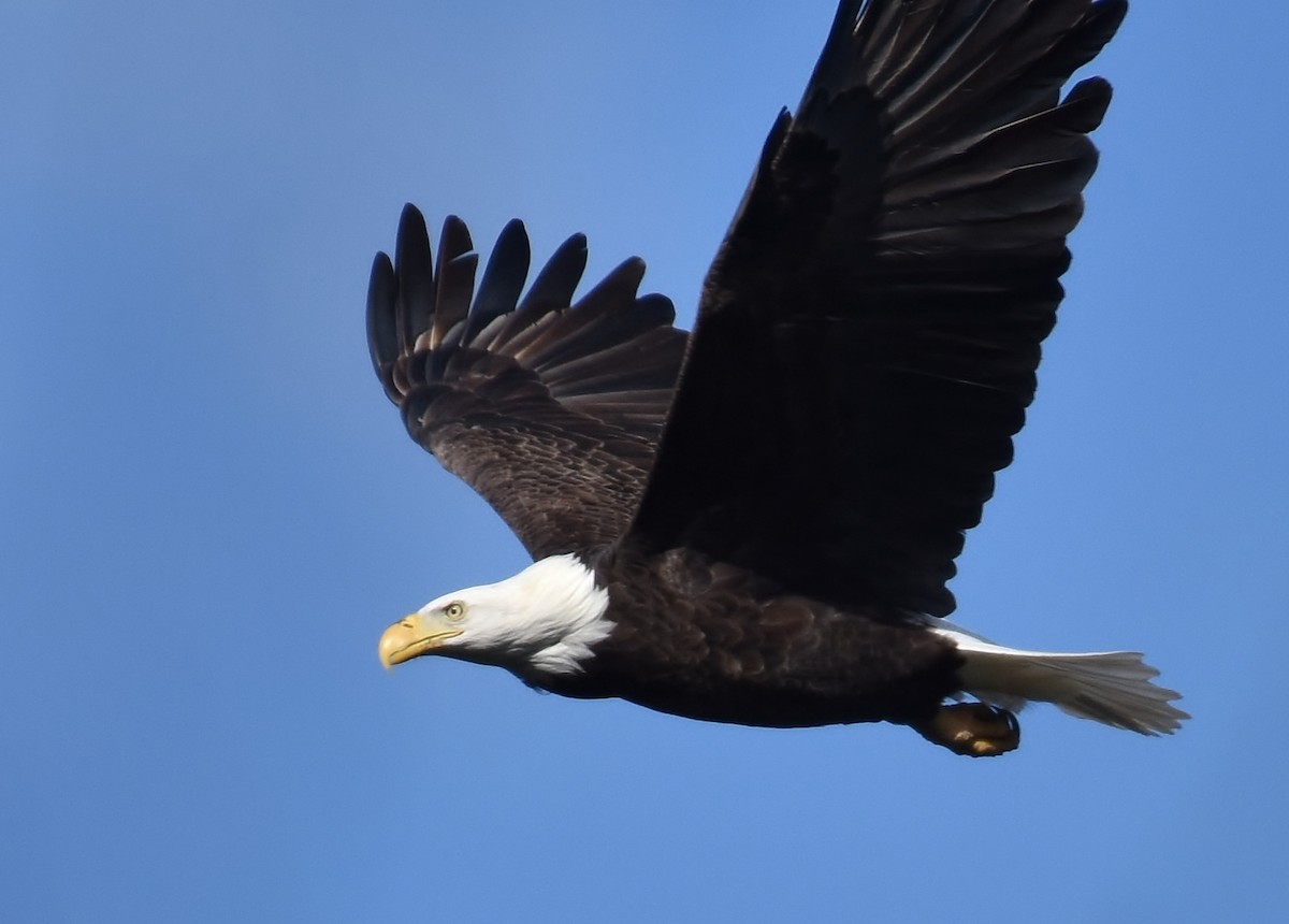 Bald Eagle - Don Carbaugh