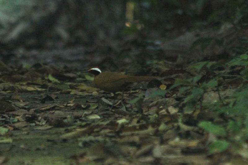 Malaysian Rail-babbler - ML79235581